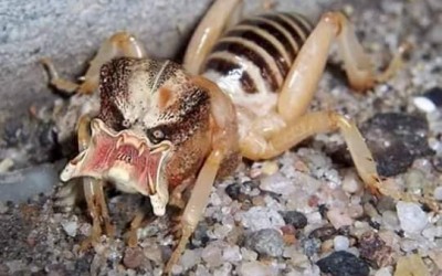 This “Satan insect” is fake
