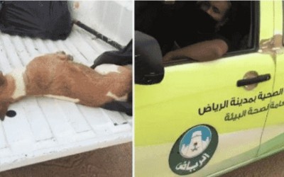 الفيديو قديم وليس لإغلاق مطعم شاورما سورية بسبب بيعه لحم كلاب في السعودية