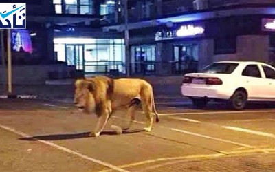 Has Russia Unleashed Lions on Streets to Force Home Quarantine due to Coronavirus?