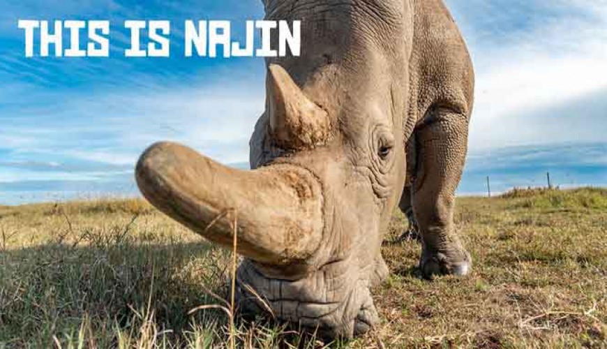 ما حقيقة انقراض وحيد القرن الأبيض الشمالي؟