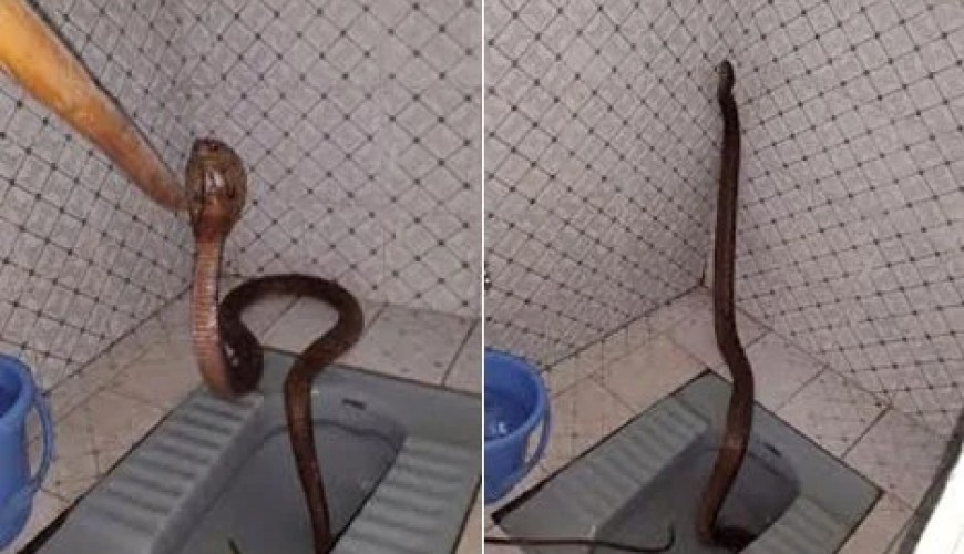 ما حقيقة الصور التي زُعم أنها لثعبان ضخم خرج من أحد الحمامات في سوريا؟