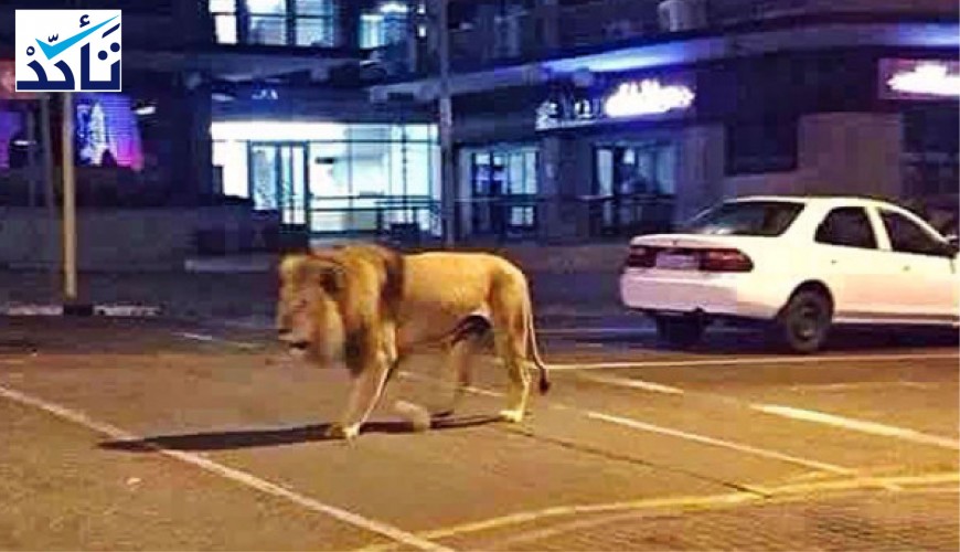 Rusya koronavirüs nedeni ile insanları evlerde kalmaya zorlamak için sokaklara aslanlar saldı mı?