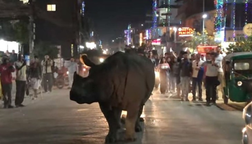 الفيديو ليس لتجول وحيد القرن في شوارع باريس