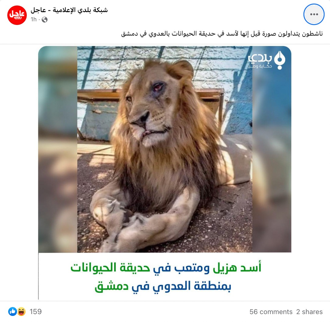 "أسد هزيل ومتعب في حديقة الحيوانات بمنطقة العدوي في دمشق" | تضليل