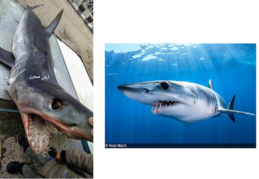 مقارنة بين الصورة المتداولة والصورة التوثيقية لقرش ماكو ذو الزعنفة القصيرة
