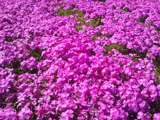 Pink algae (phlox), which is named after the pink moon
